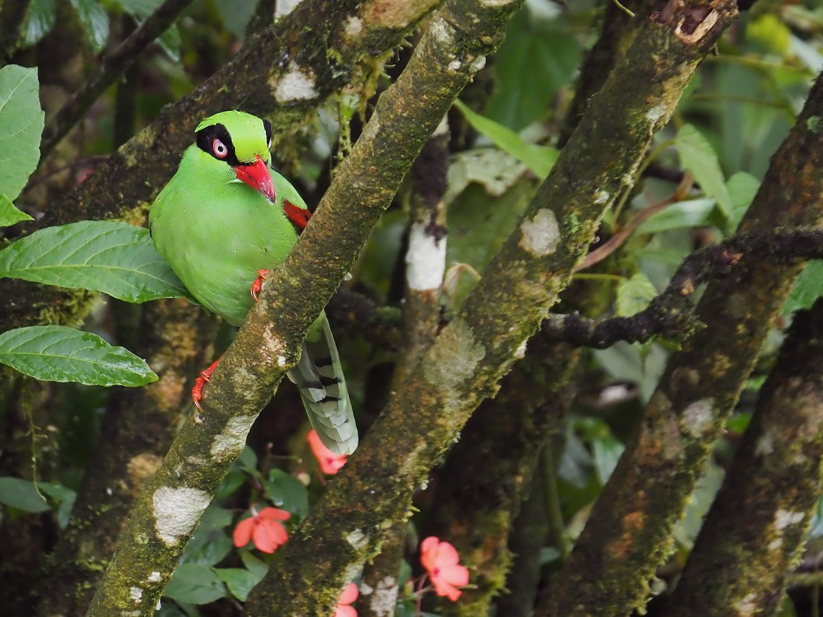 Bornean Green-Magpie - ML641131482