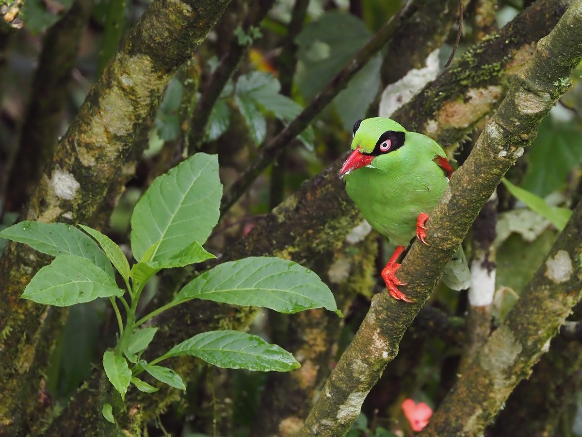 Bornean Green-Magpie - ML641131483