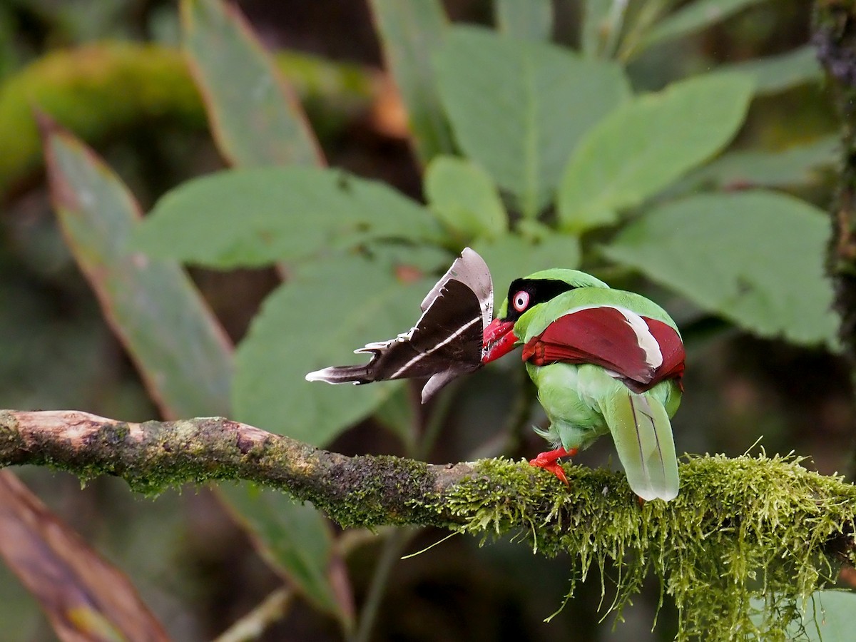 Bornean Green-Magpie - ML641131484