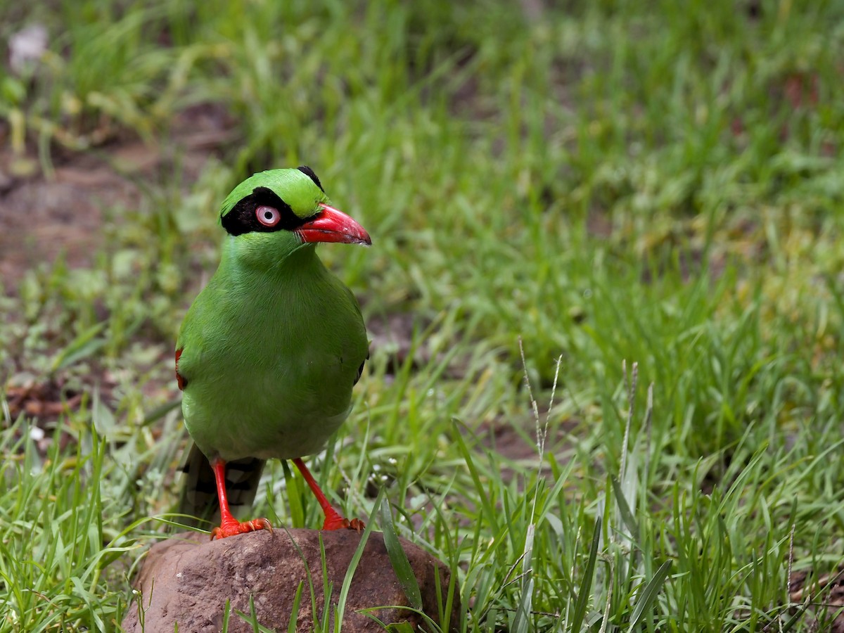 Bornean Green-Magpie - ML641131485