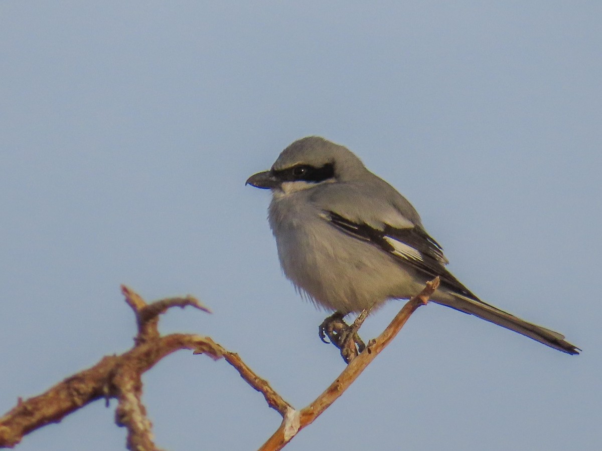 Great Gray Shrike - ML641131499