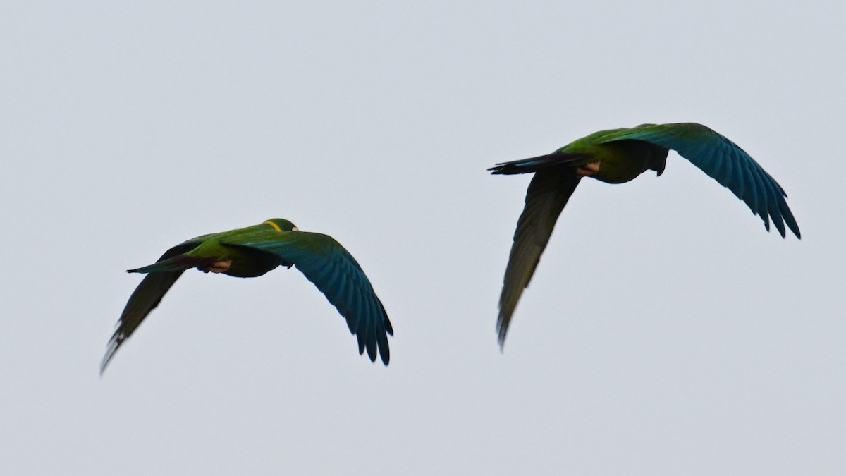 Yellow-collared Macaw - ML641131505