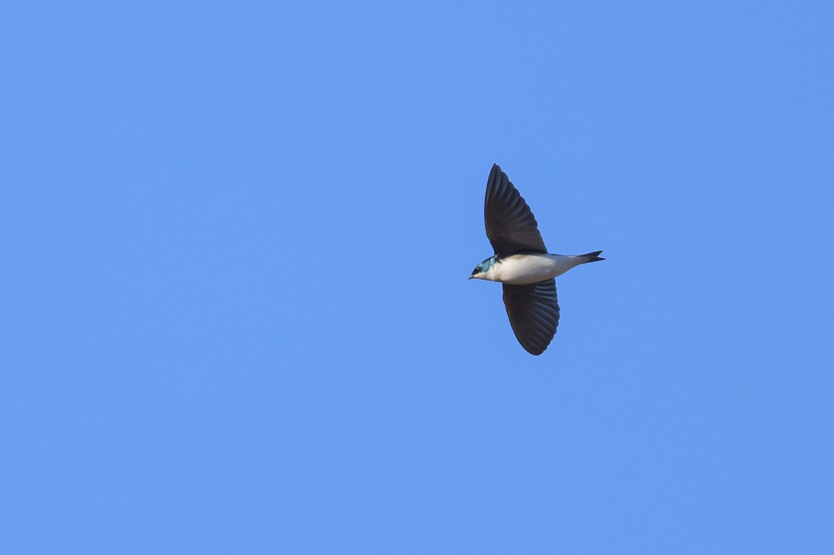 Tree Swallow - ML641131537