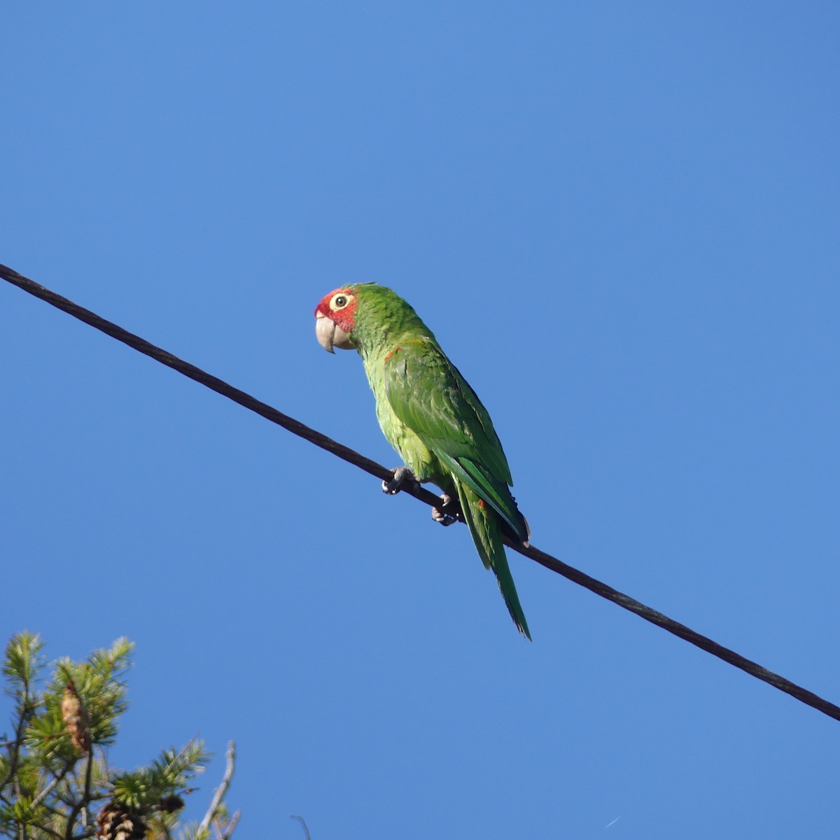 Red-masked Parakeet - ML641131549