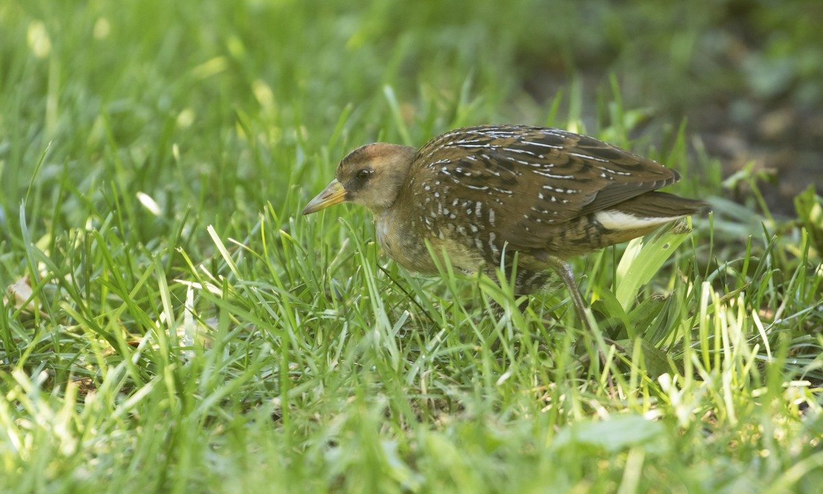 Sora uroilanda - ML641131568