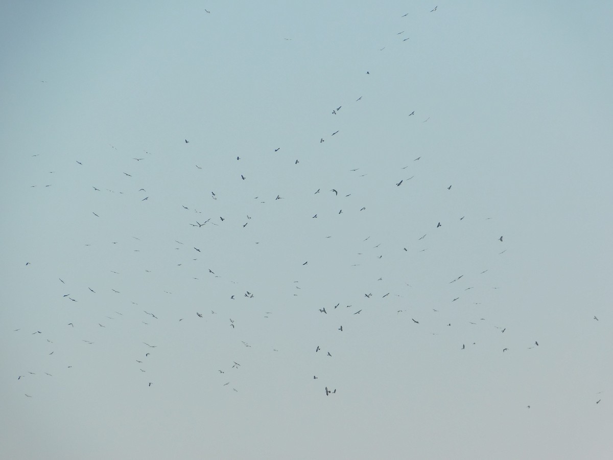 Mississippi Kite - ML641131574