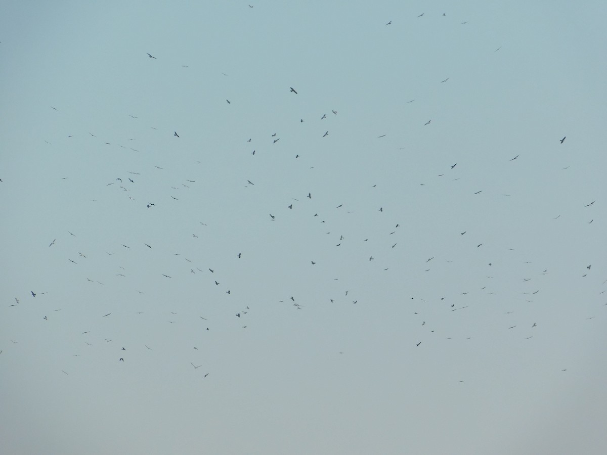 Mississippi Kite - ML641131575