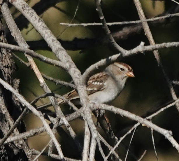 White-crowned Sparrow - ML641131582
