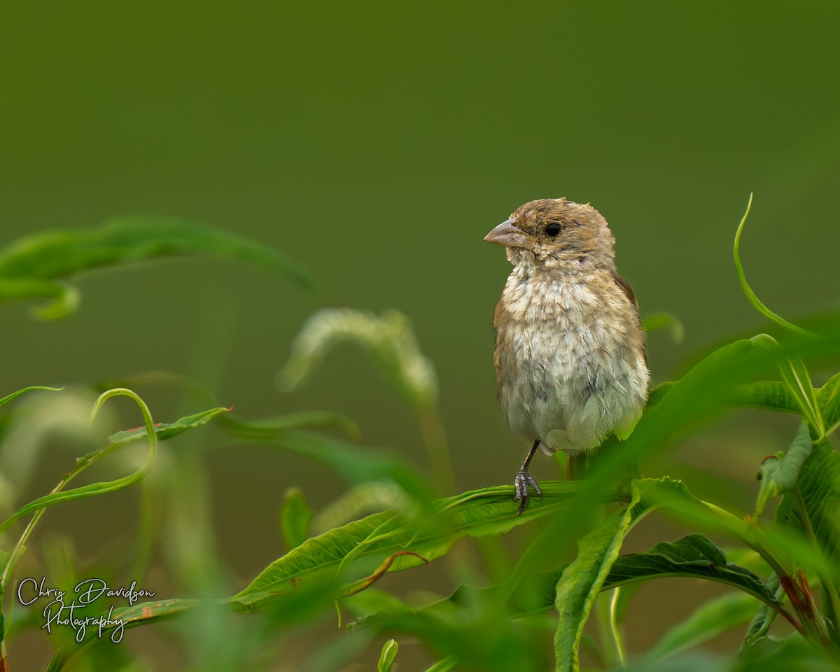 Indigo Bunting - ML641131591