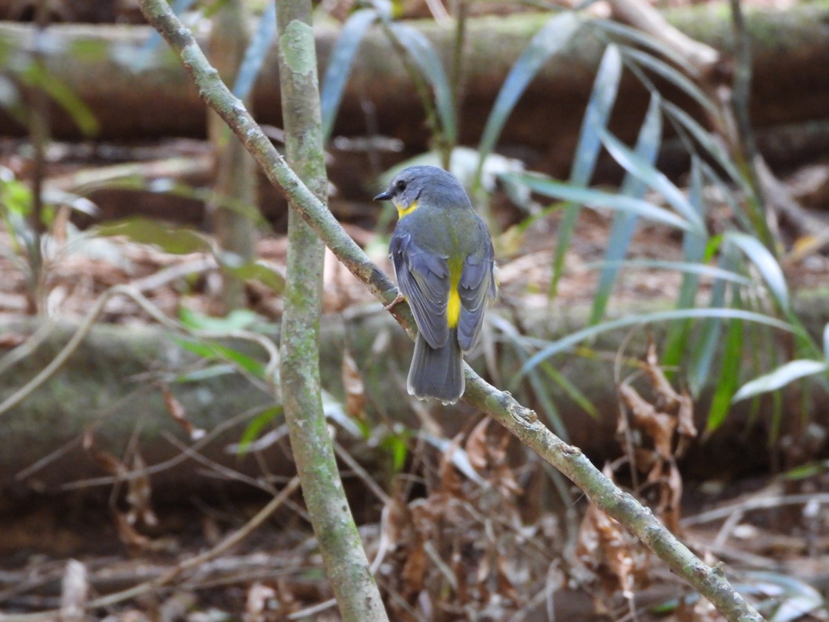 Eastern Yellow Robin - ML641131630