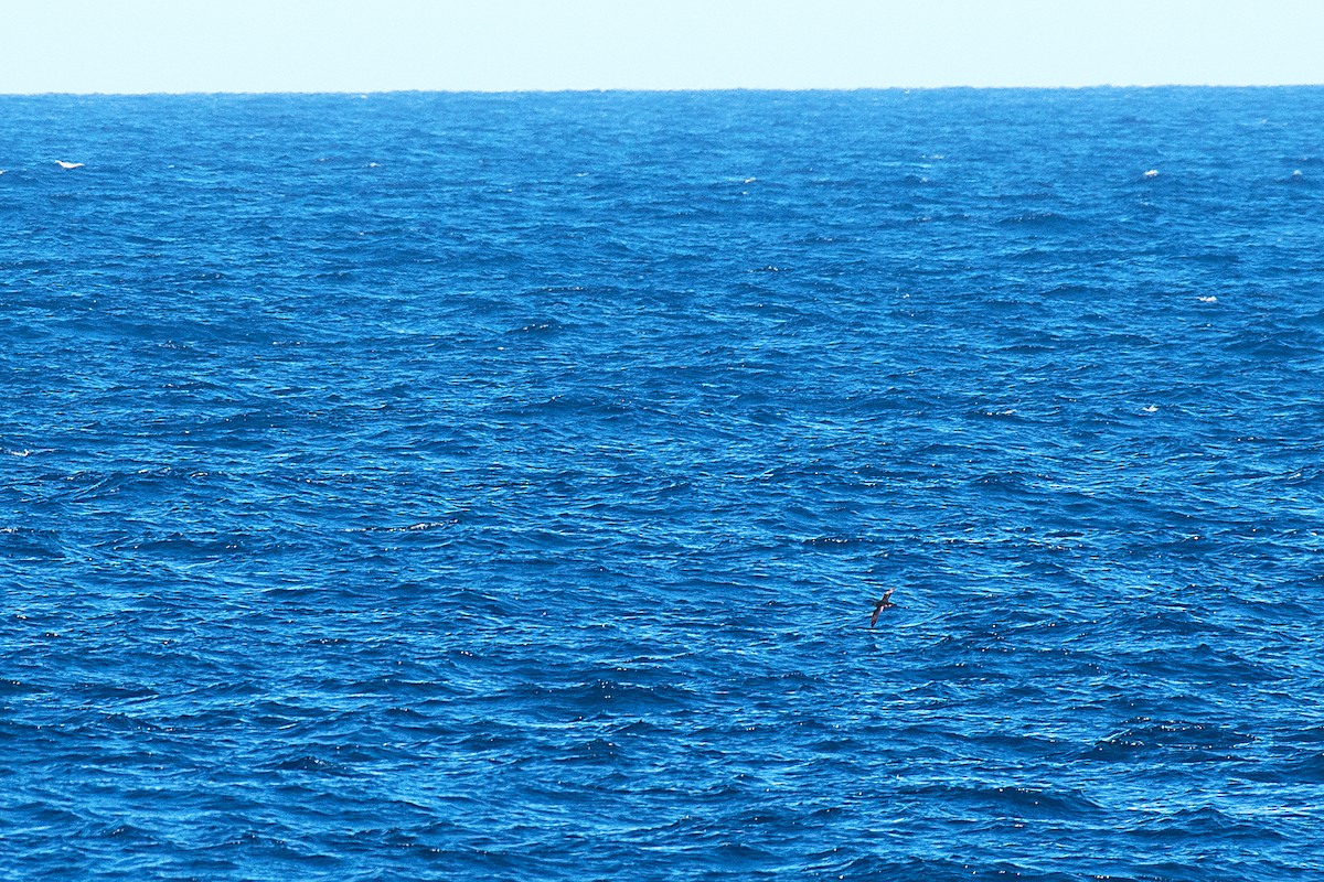 Balearic Shearwater - ML641131634