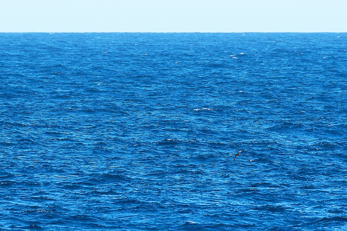 Balearic Shearwater - ML641131636