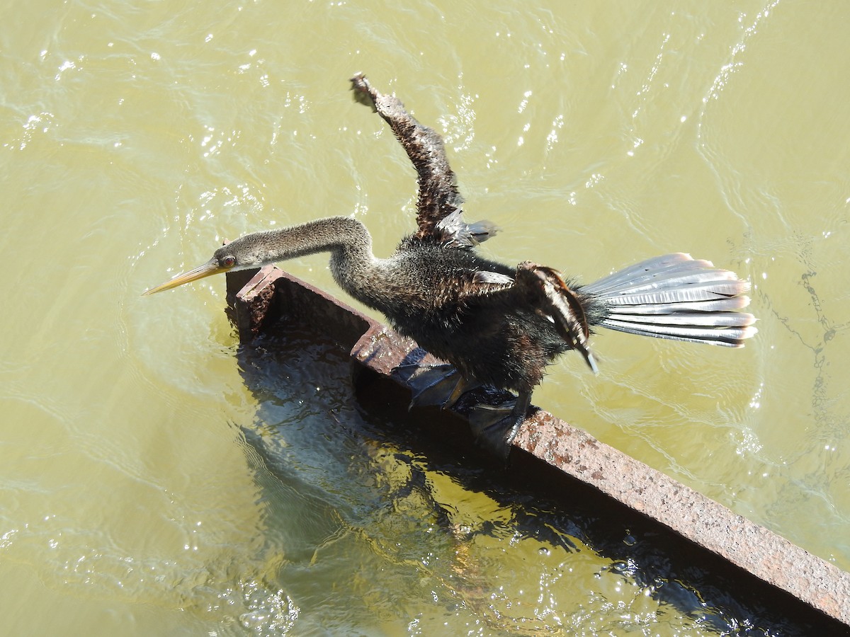 Amerika-Schlangenhalsvogel - ML641131647