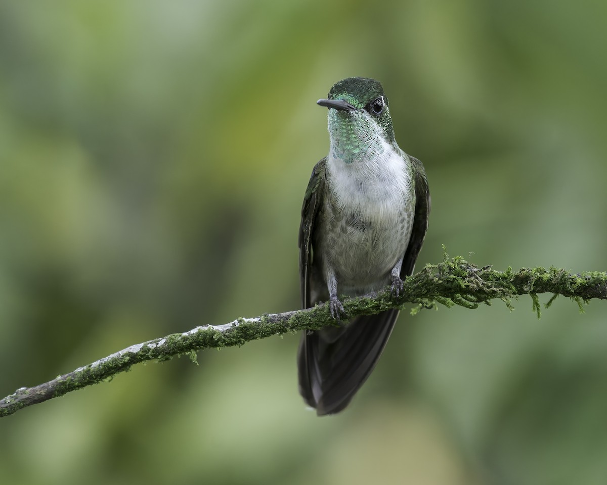 Green-throated Mountain-gem - ML641131652