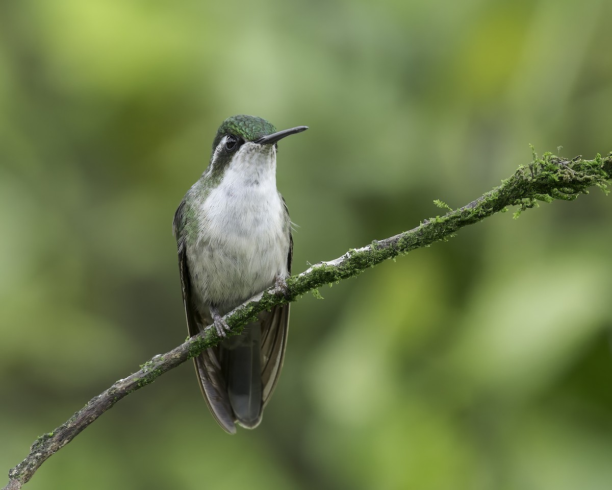 Green-throated Mountain-gem - ML641131653