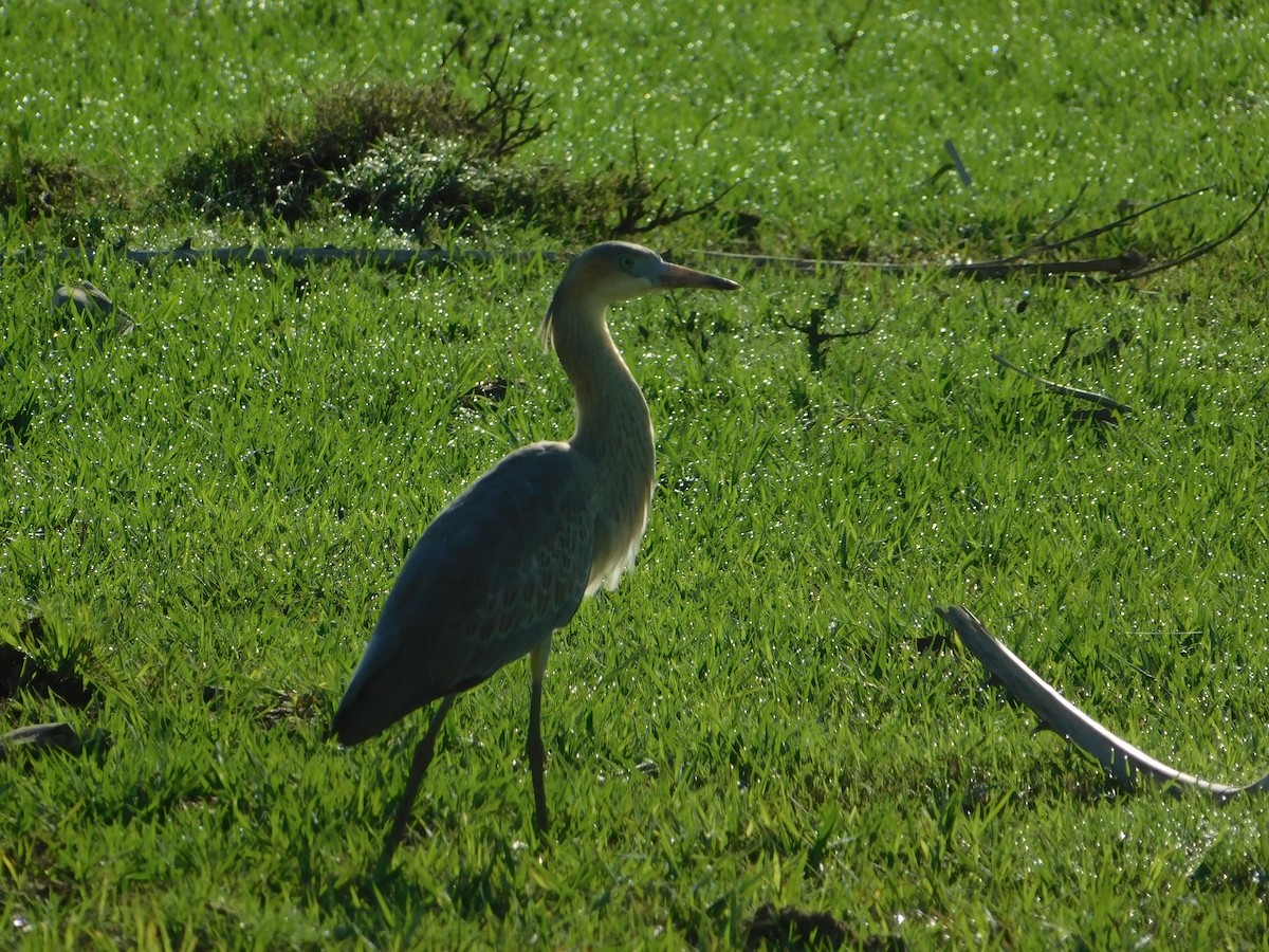 Whistling Heron - ML641131663