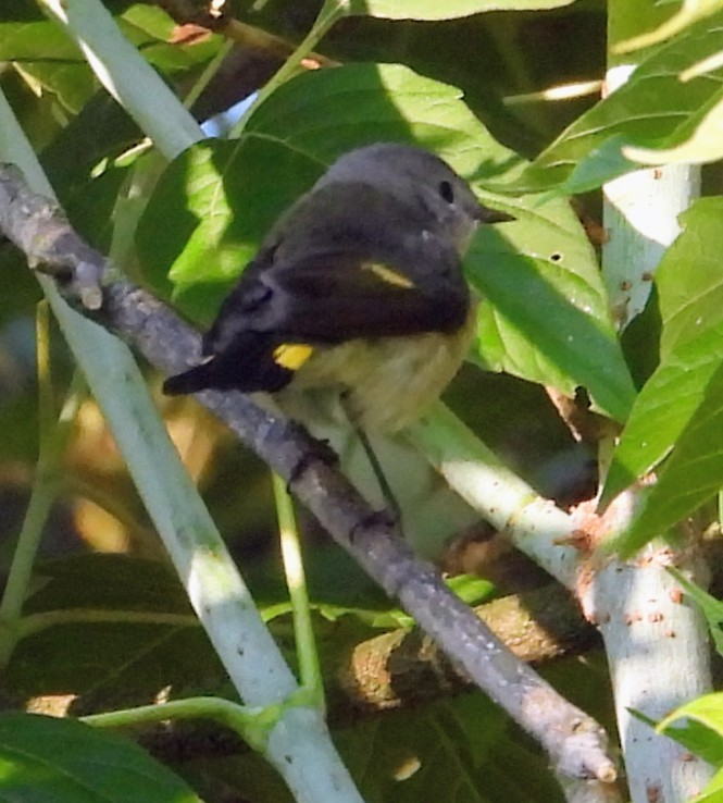 American Redstart - ML641131678