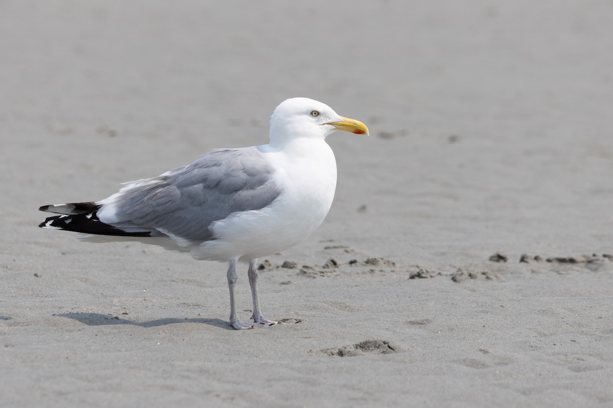 American Herring Gull - ML641131707