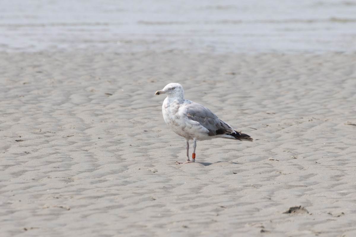 American Herring Gull - ML641131717