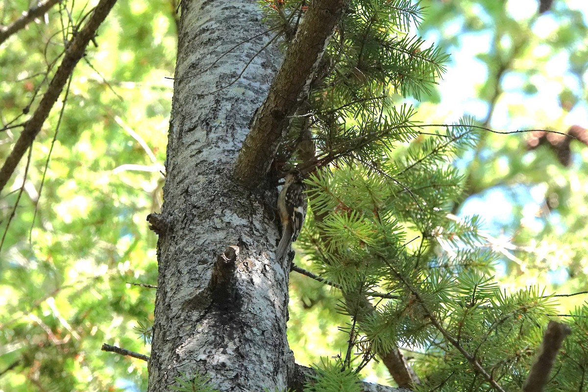 Brown Creeper - ML641131721