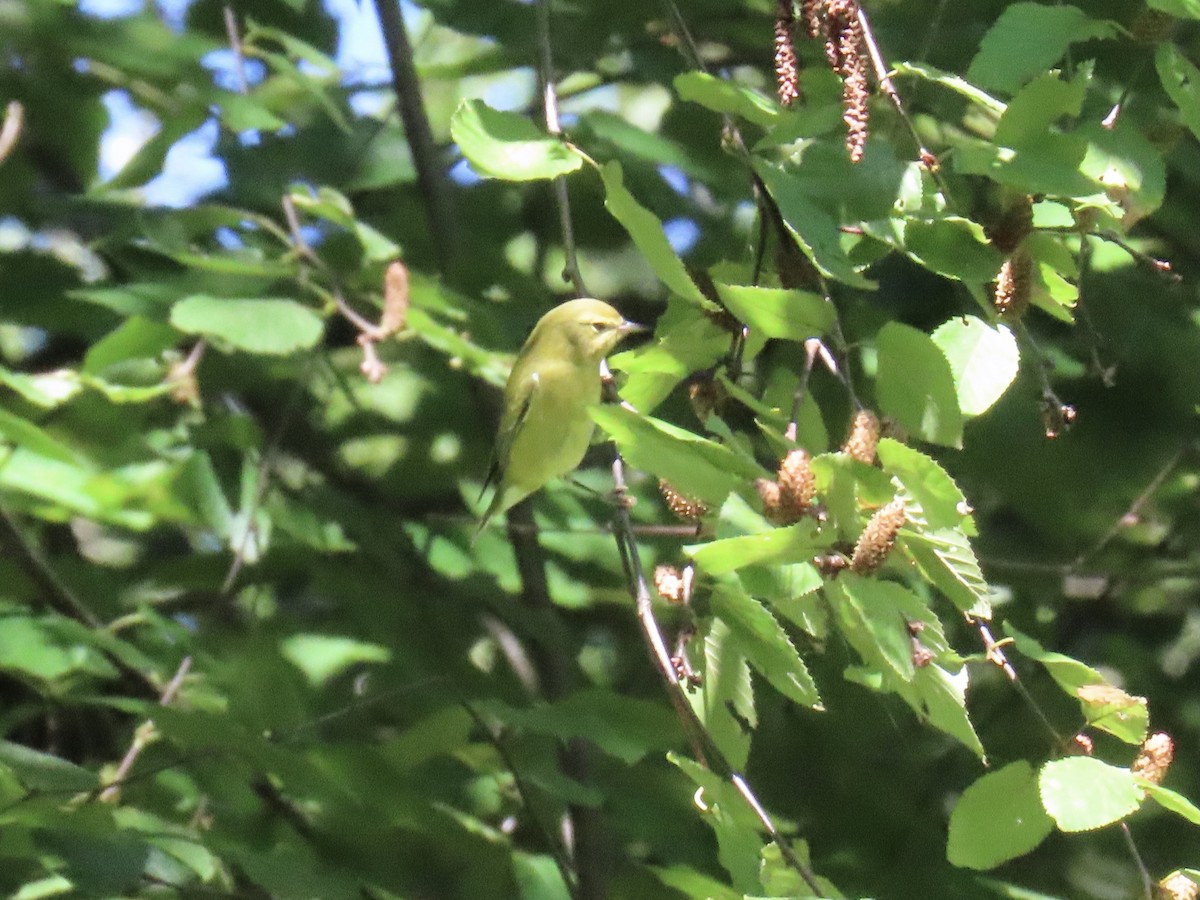 møllparula - ML641131725