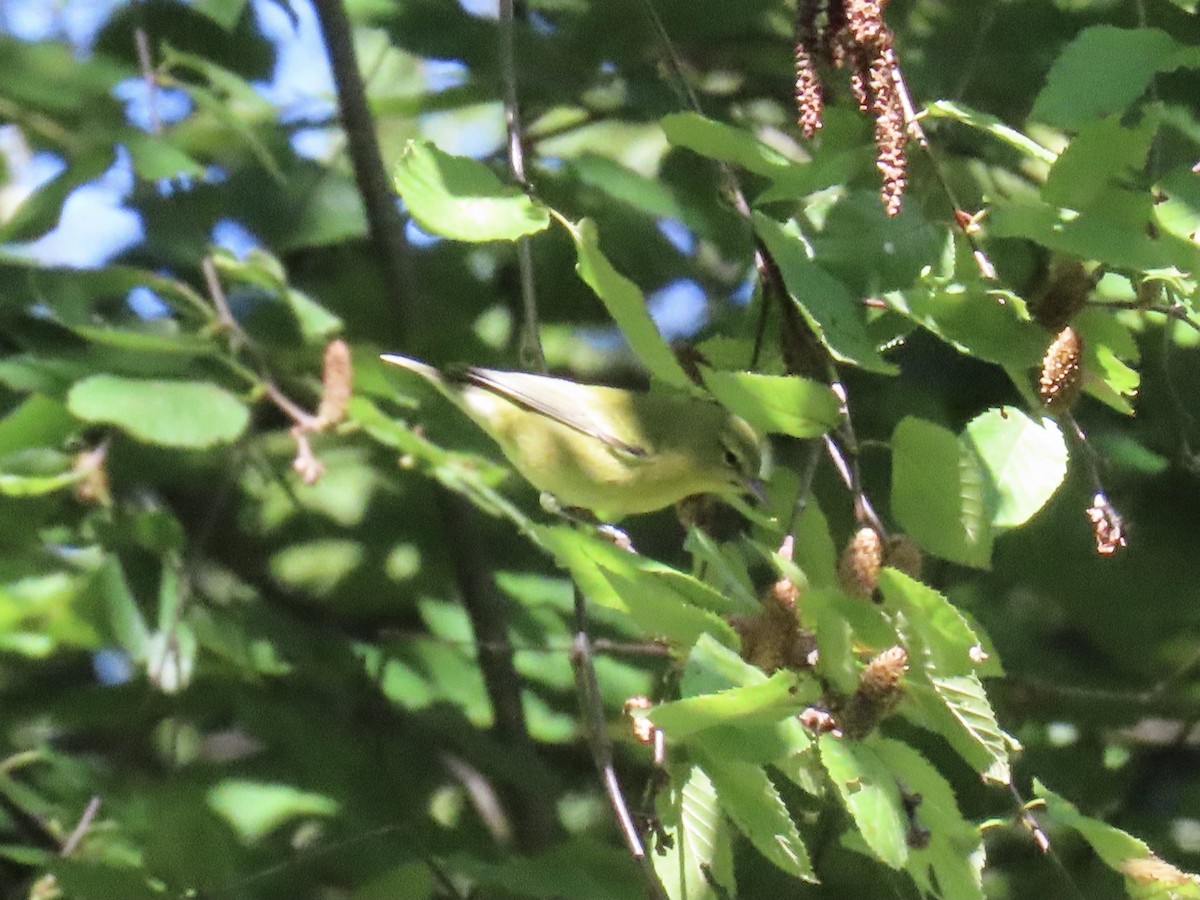 møllparula - ML641131732