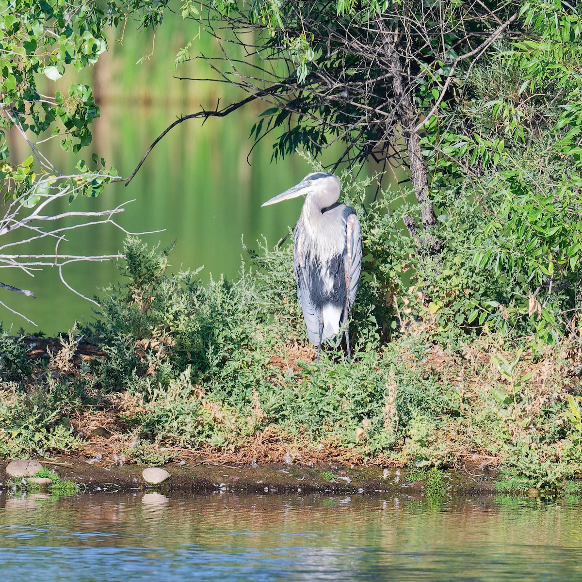 Great Blue Heron - ML641131733
