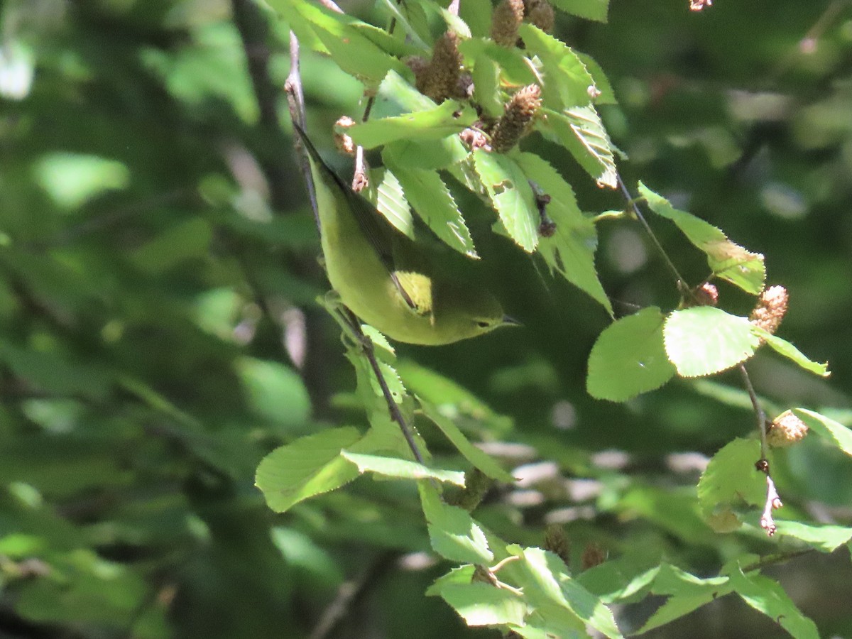 møllparula - ML641131734