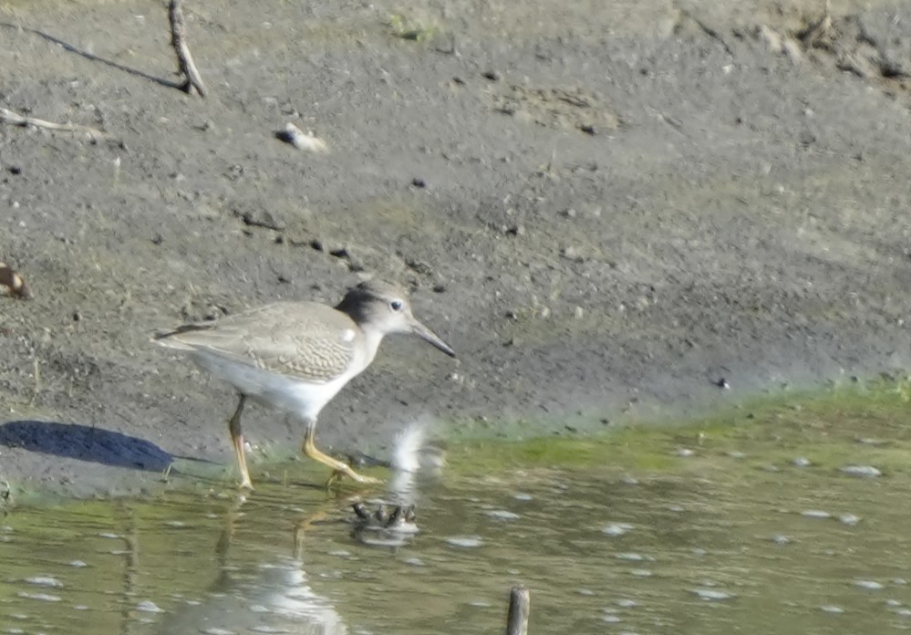 Spotted Sandpiper - ML641131745