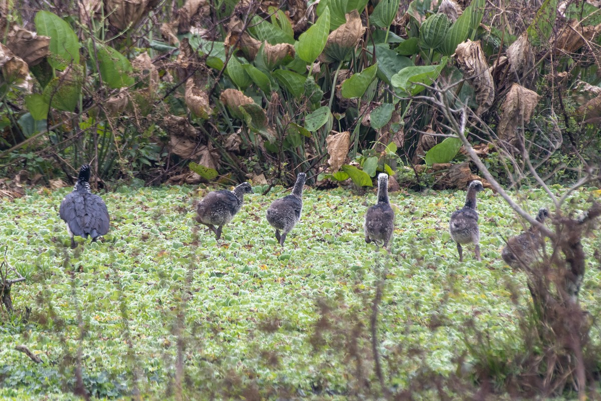 Horned Screamer - ML641131773