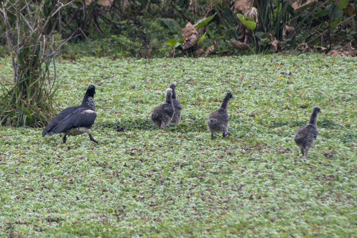 Horned Screamer - ML641131776