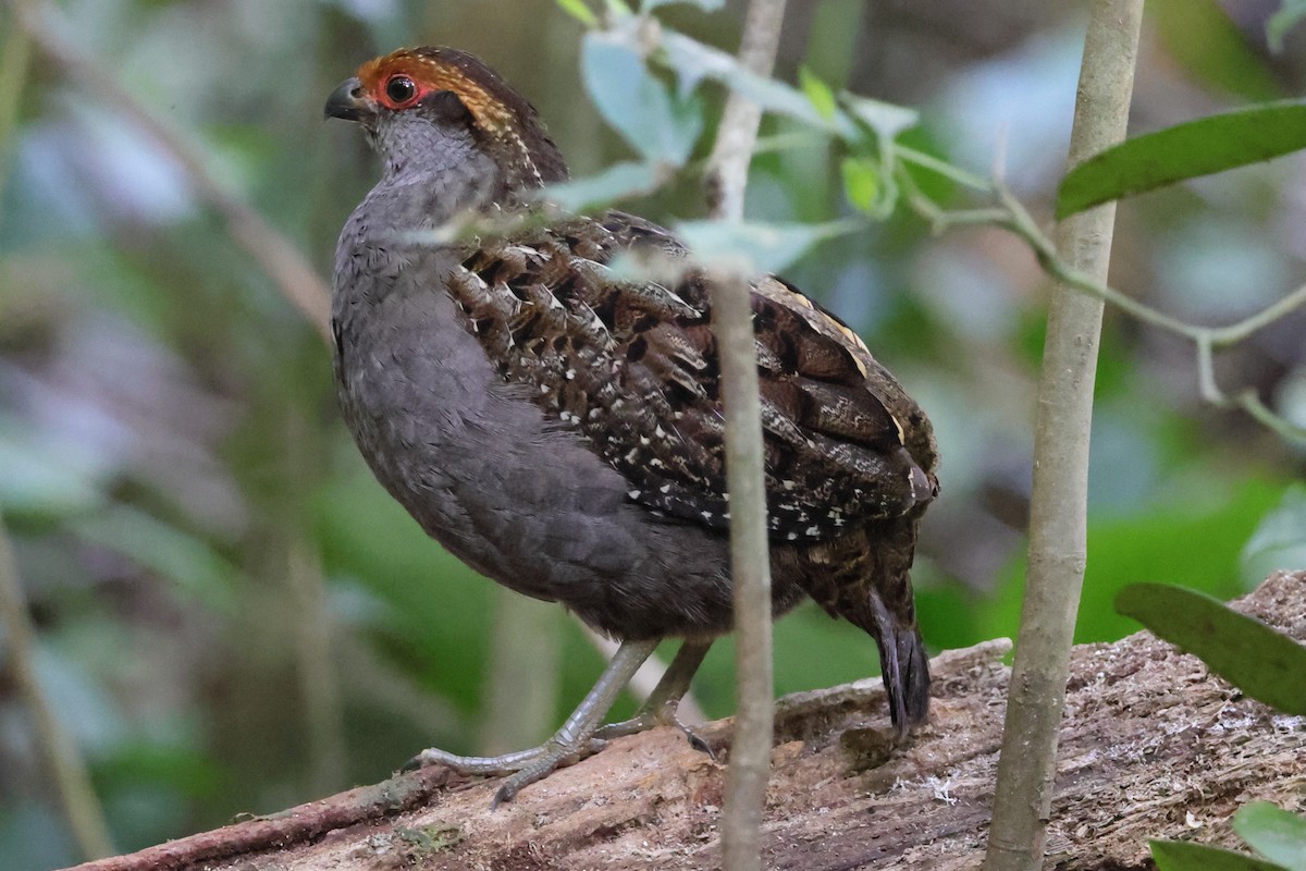 Spot-winged Wood-Quail - ML641131779