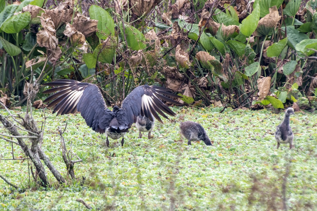 Horned Screamer - ML641131780