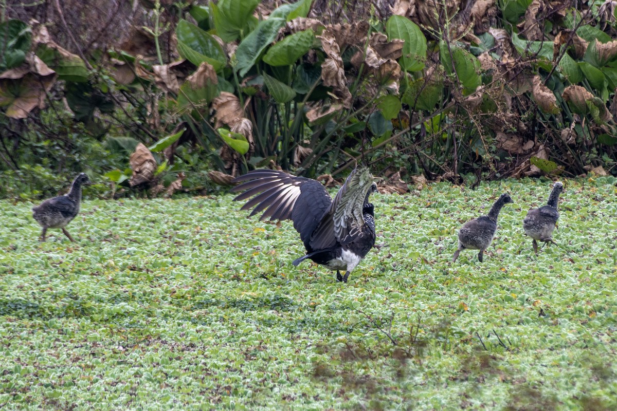 Horned Screamer - ML641131781