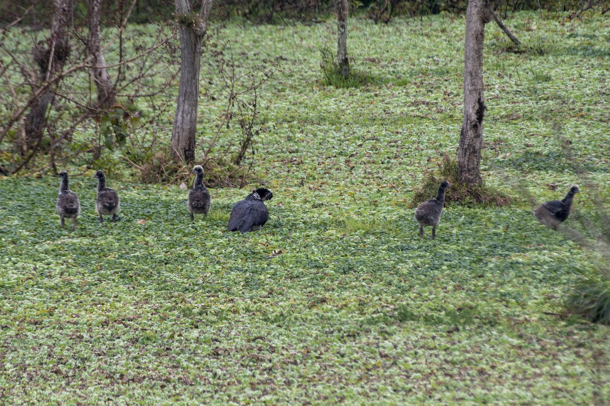 Horned Screamer - ML641131782