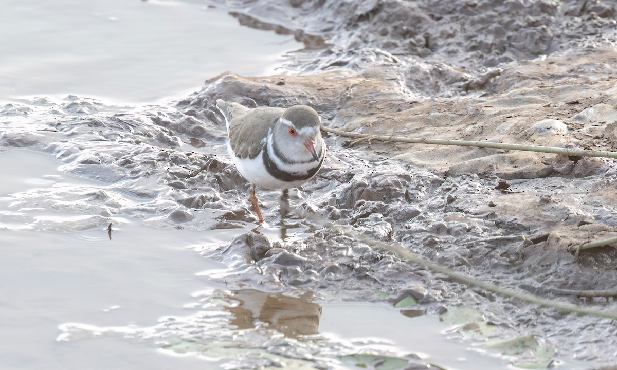 Three-banded Plover - ML641131840