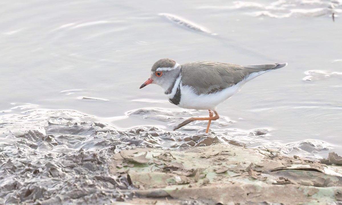 Three-banded Plover - ML641131841