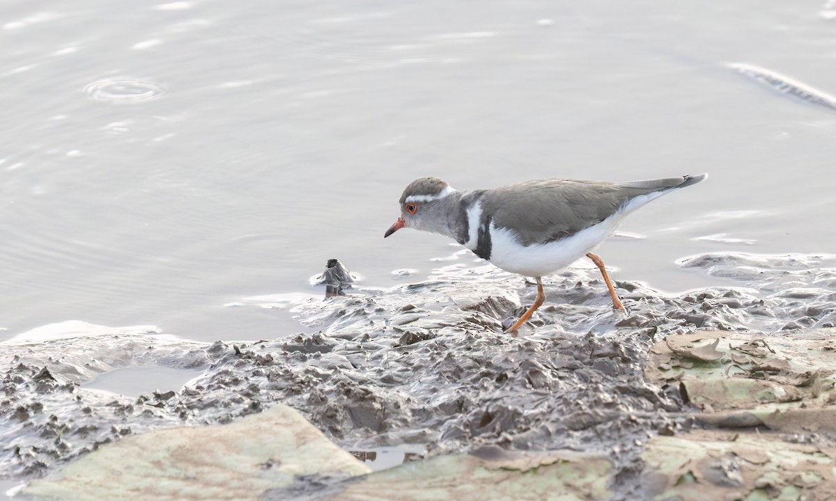 Three-banded Plover - ML641131842