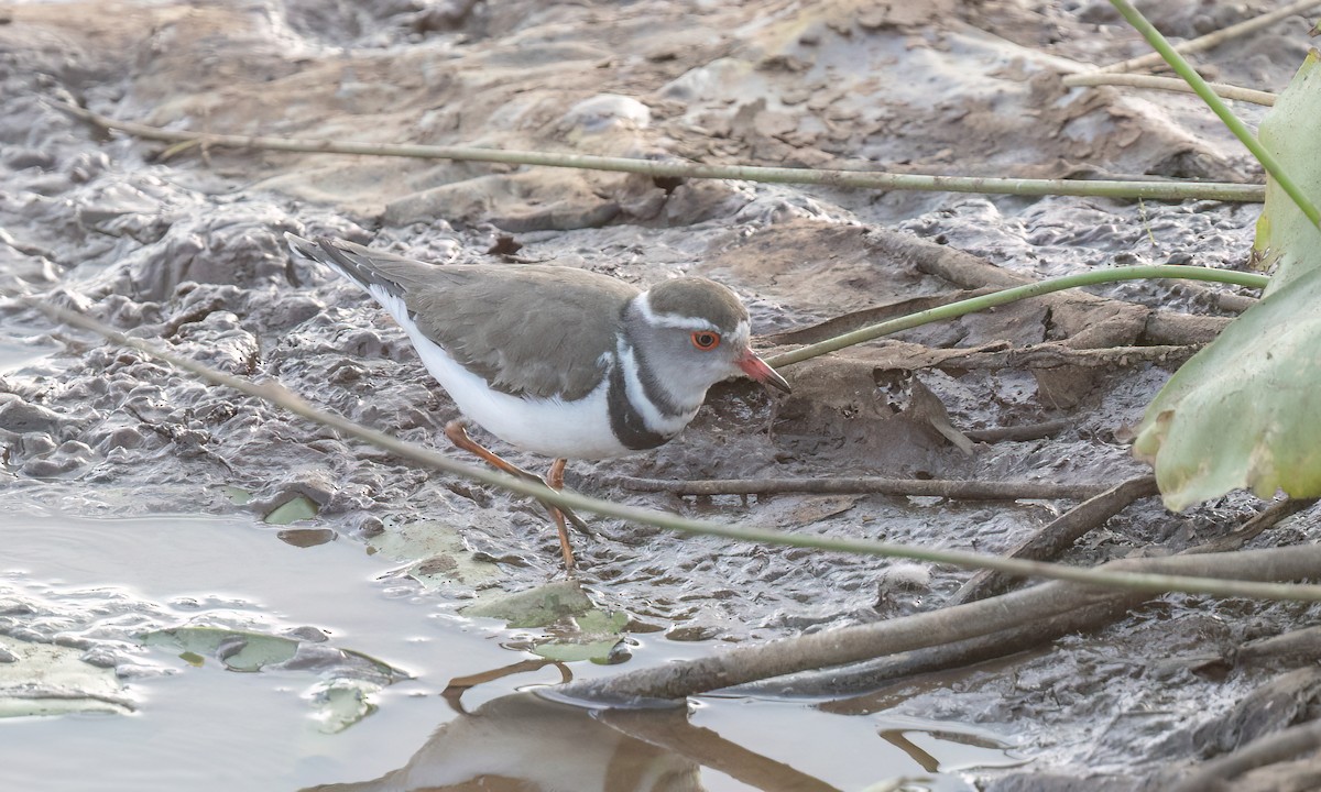 Three-banded Plover - ML641131843