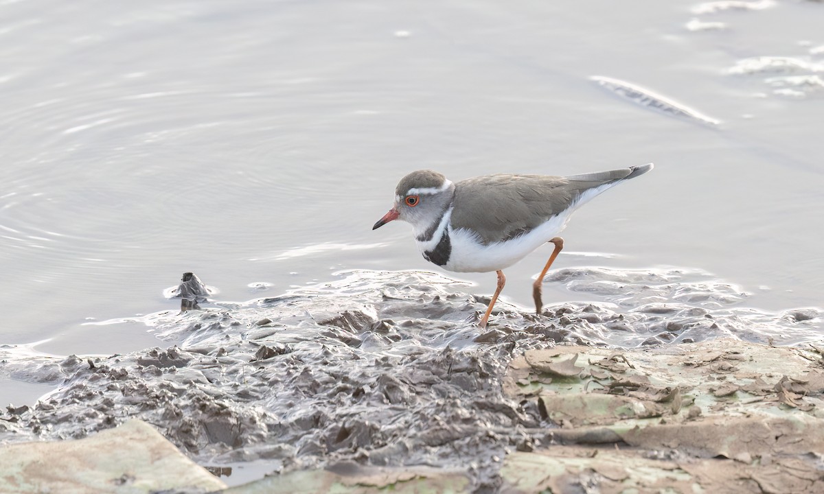 Three-banded Plover - ML641131845
