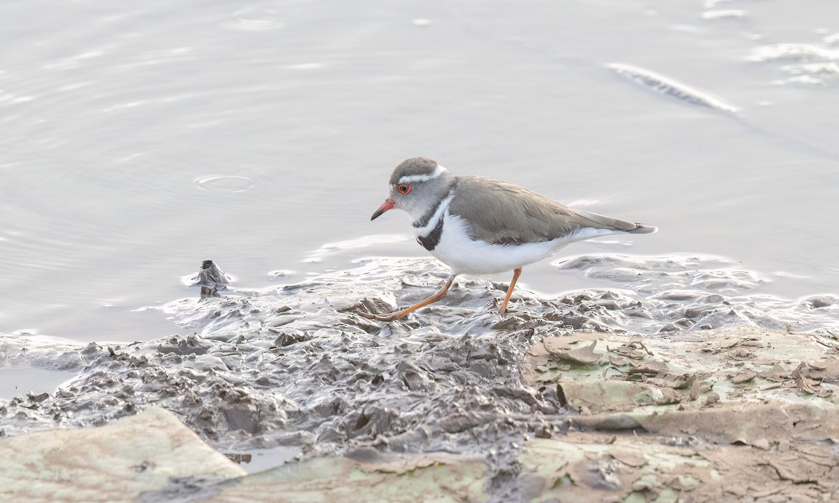 Three-banded Plover - ML641131846