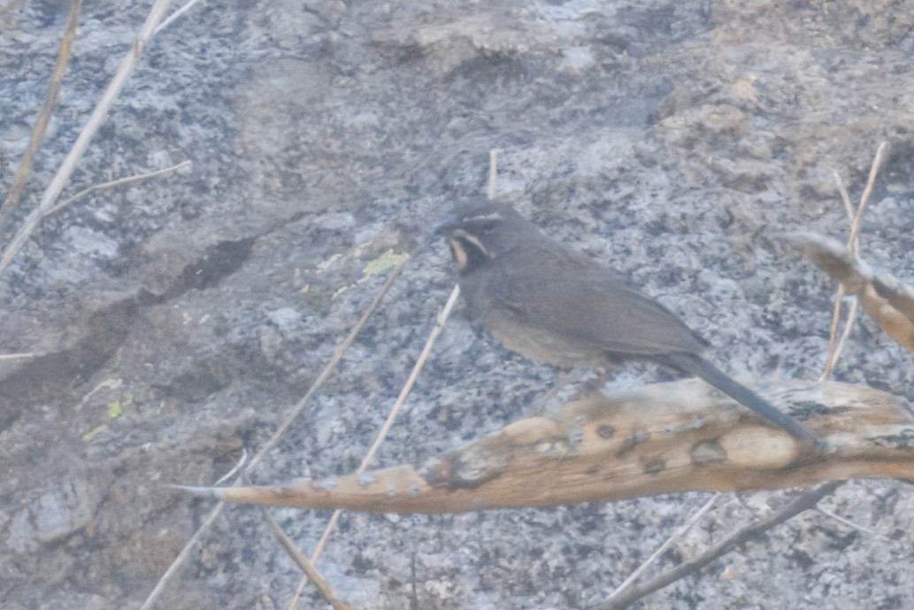 Five-striped Sparrow - ML641131853