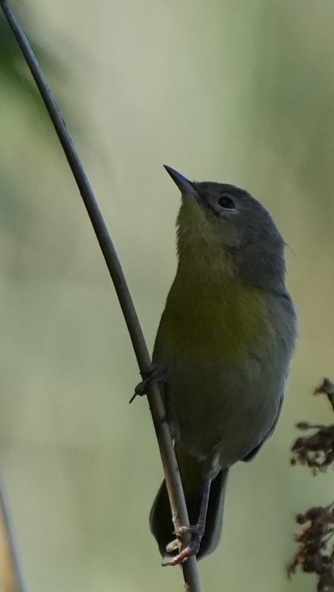 Paruline masquée - ML641131859