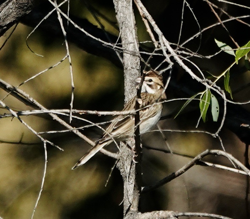 Lark Sparrow - ML641131890