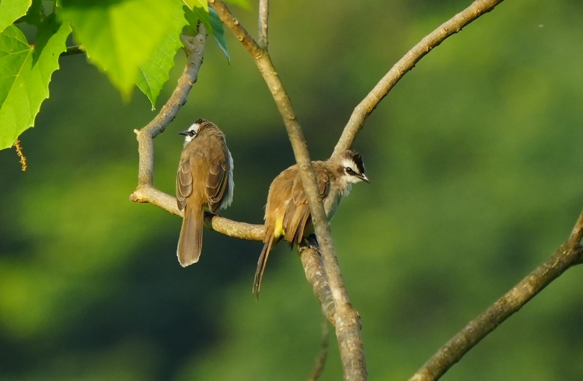 Yellow-vented Bulbul (Philippine) - ML641131899