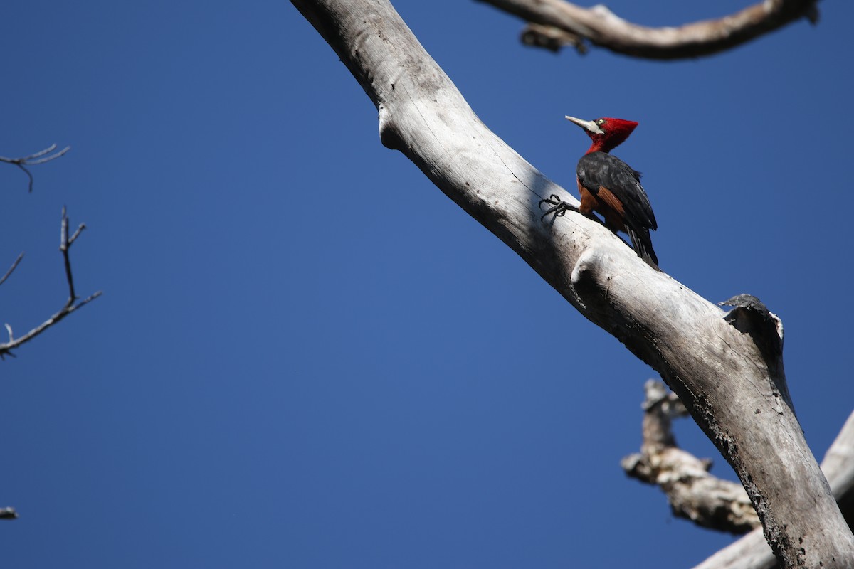 Red-necked Woodpecker - ML641131914