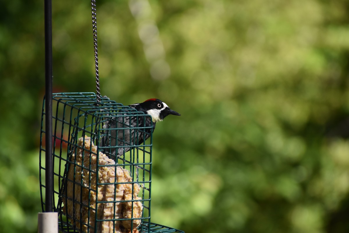 Acorn Woodpecker - ML641131927