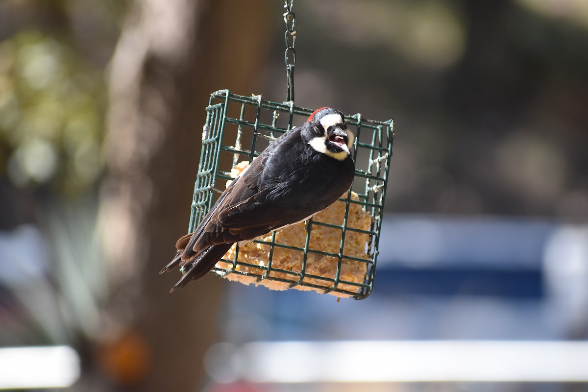 Acorn Woodpecker - ML641131931