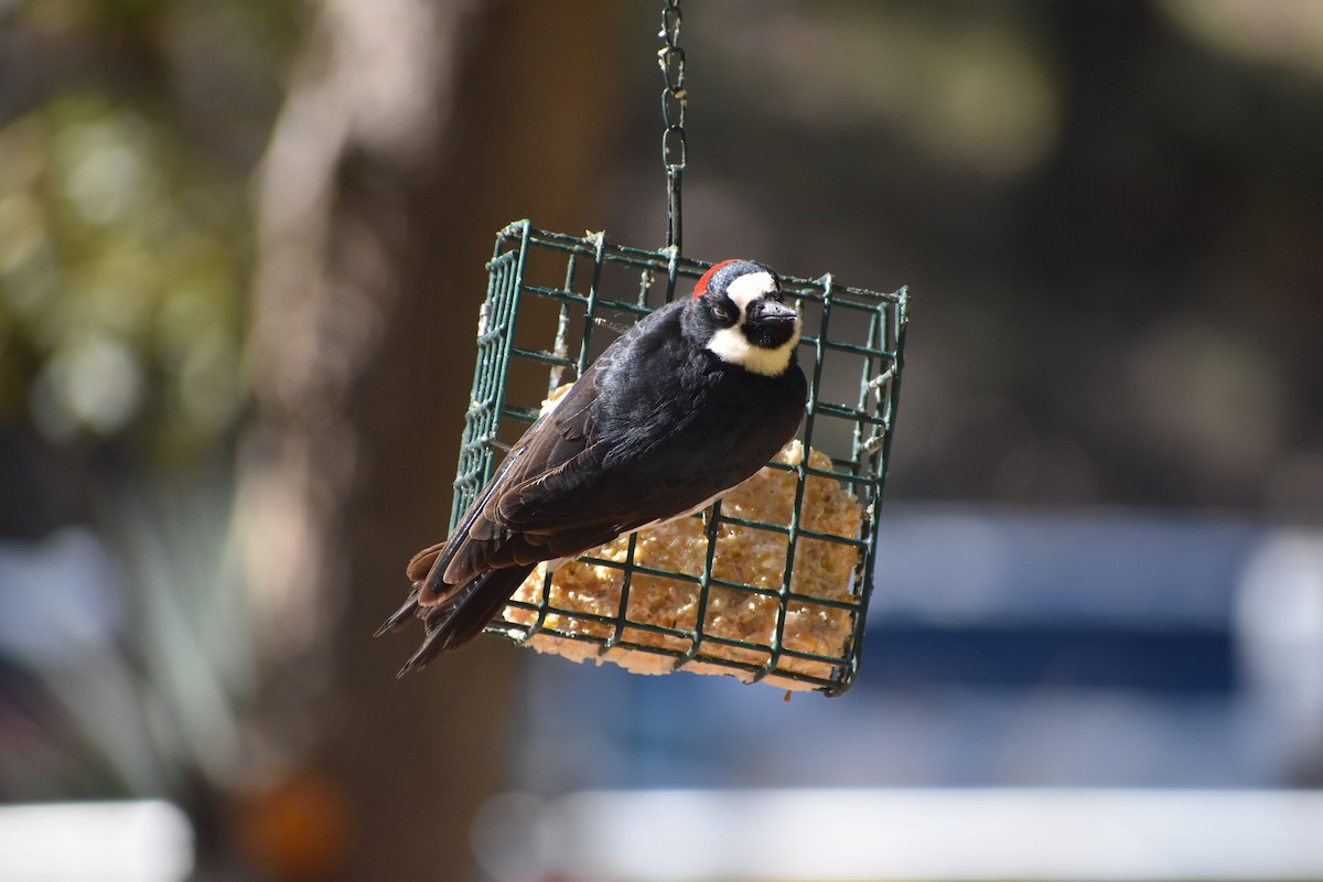 Acorn Woodpecker - ML641131932