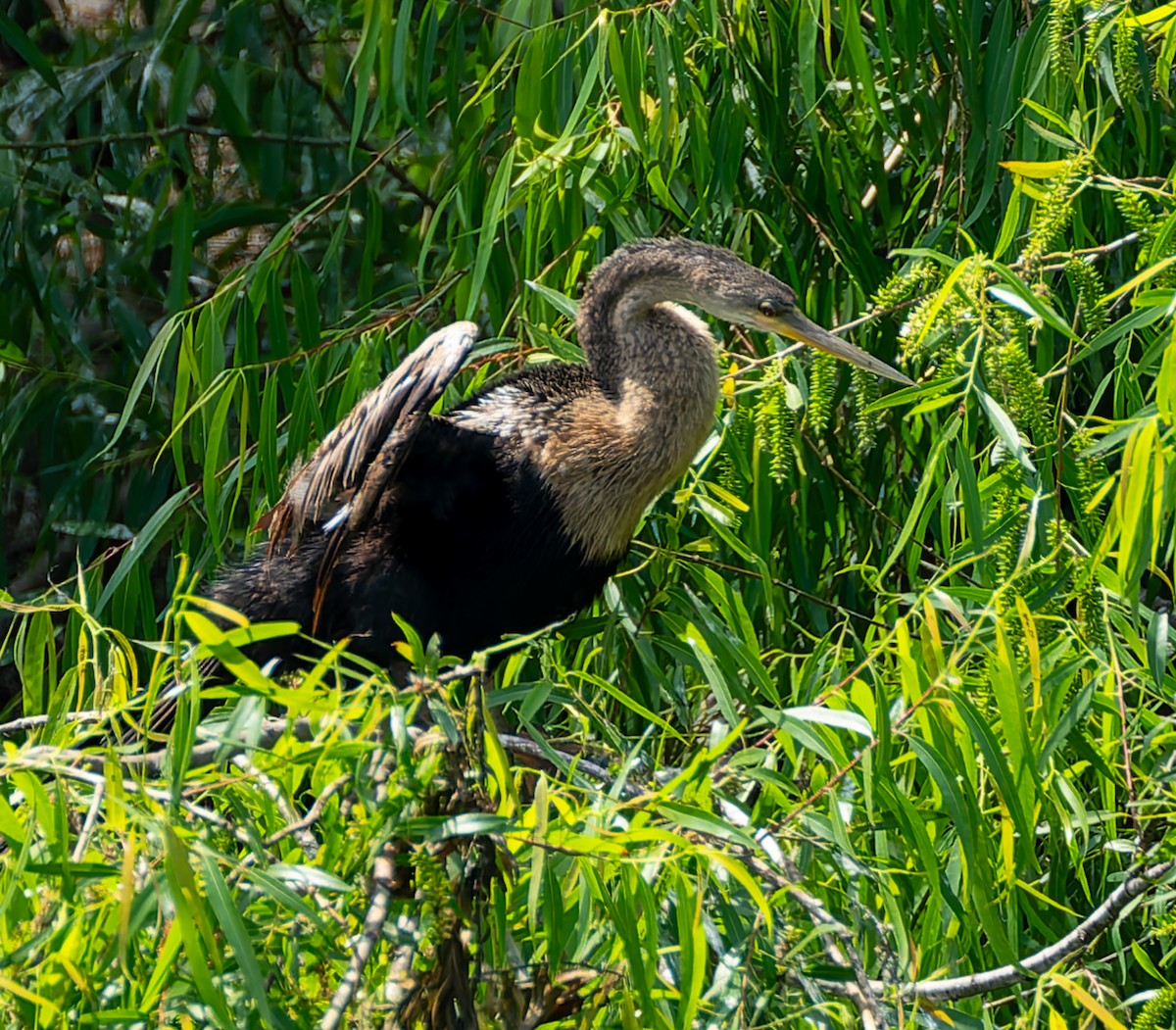 Amerika-Schlangenhalsvogel - ML641131933